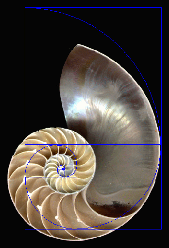 trajectory fibonacci shell